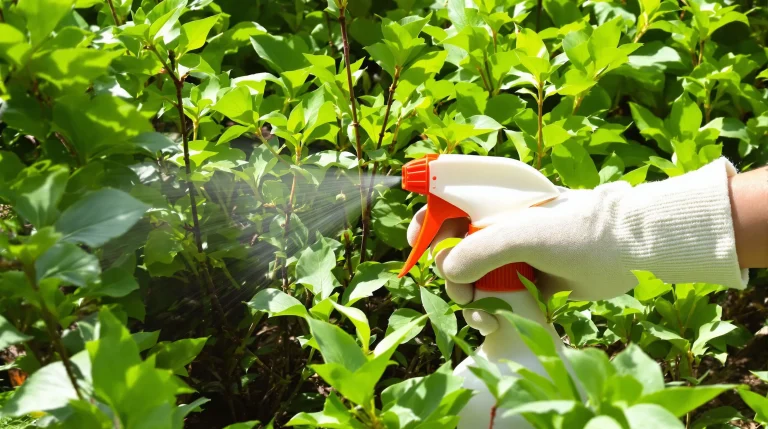 roundup glyphosate